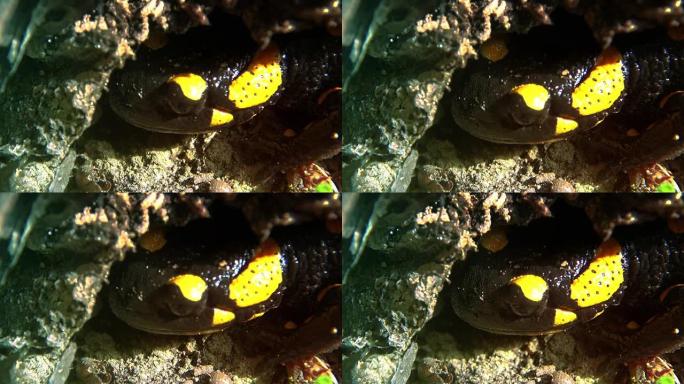 野生森林中的黄斑蝾螈