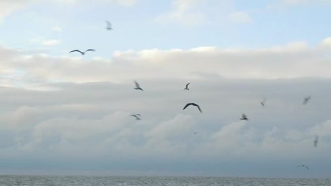 海鸥在多云的天空中飞行
