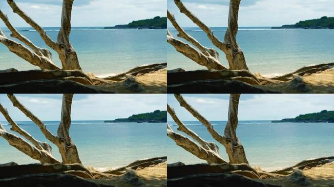 前景上的白沙浪漫海滩和热带树