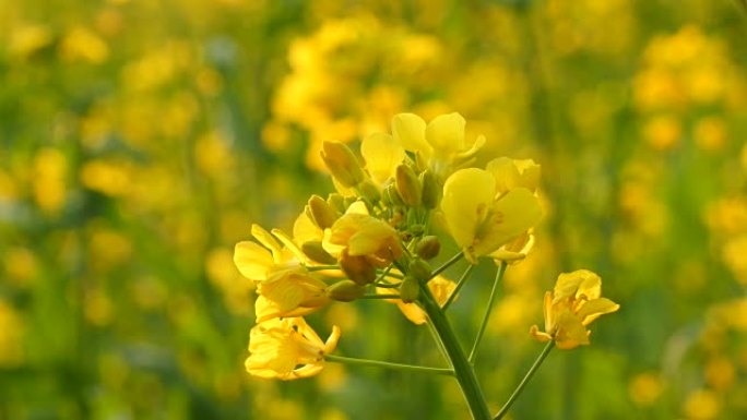 田野上摇曳的油菜花油菜