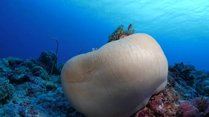 橙色海葵和Ritteri海葵海底，帕劳