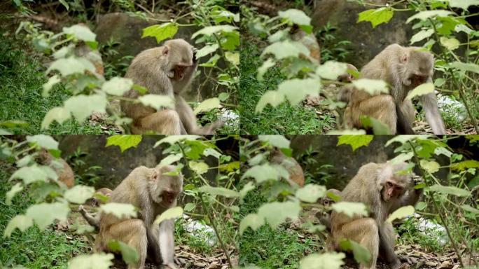 亚洲野生丛林中的猴子