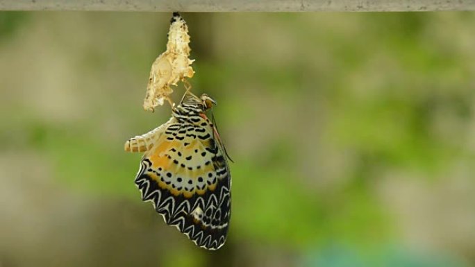 蝴蝶从茧中蜕变，准备在铝衣线上飞行