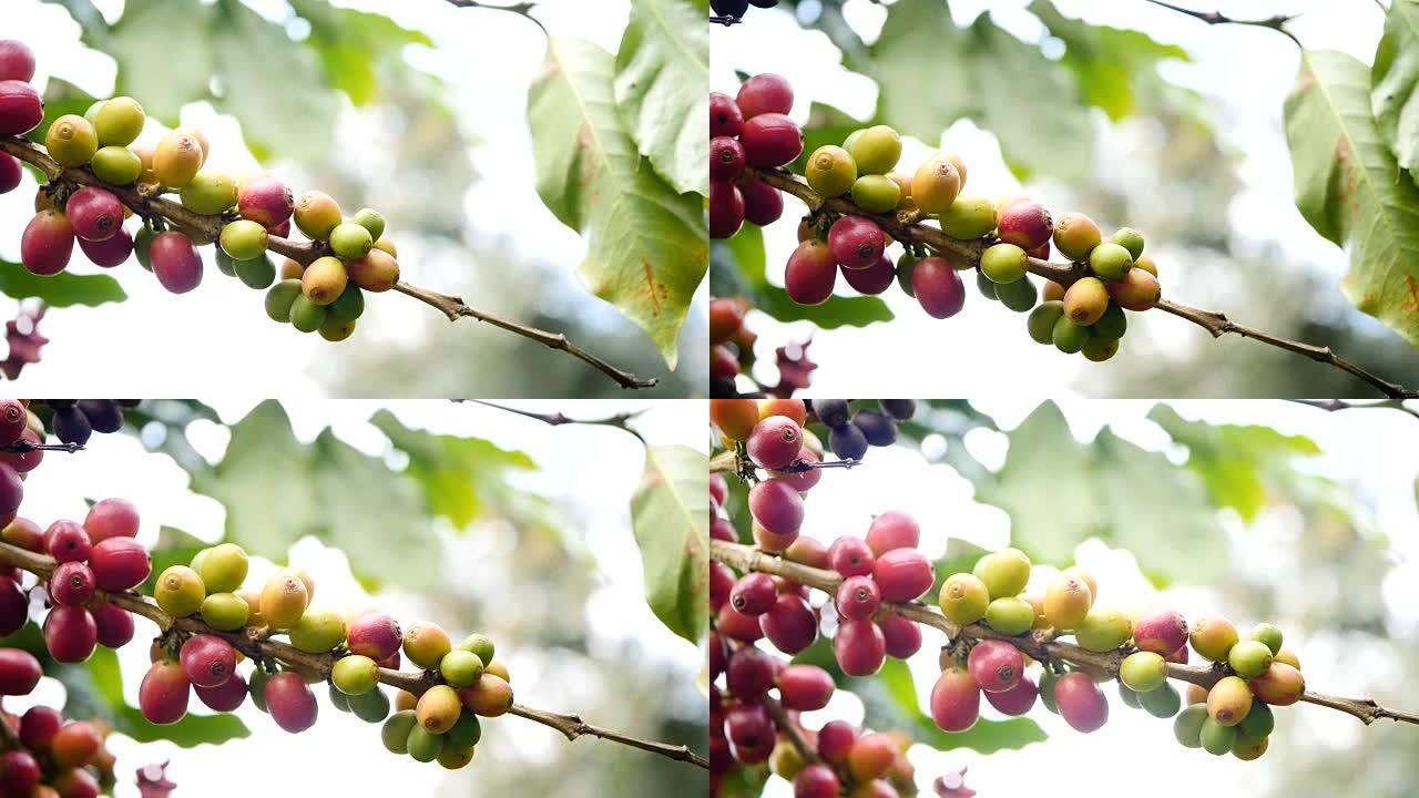 咖啡樱桃 (豆) 成熟