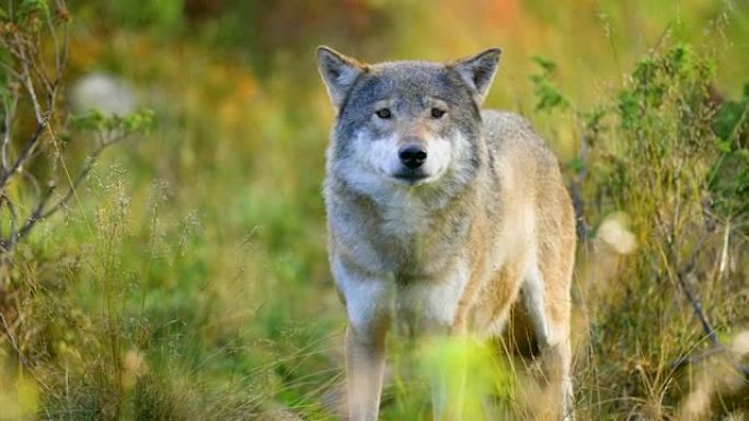 大灰狼在森林中的竞争对手和危险之后闻起来
