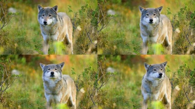 大灰狼在森林中的竞争对手和危险之后闻起来