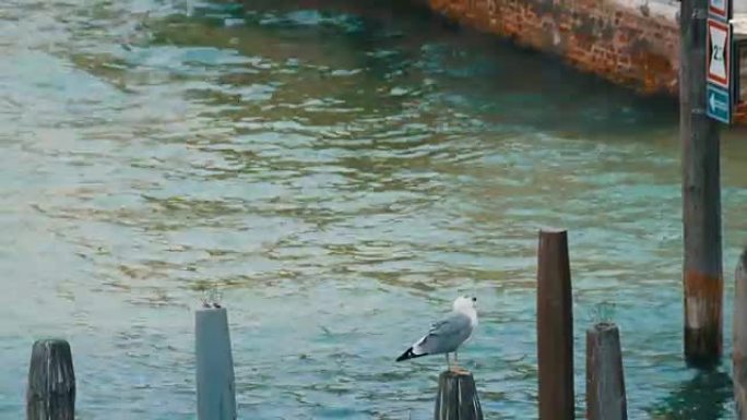 美丽的大海鸥坐在威尼斯水上的木梁上