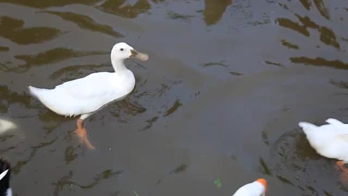 鸭子在池塘上游泳