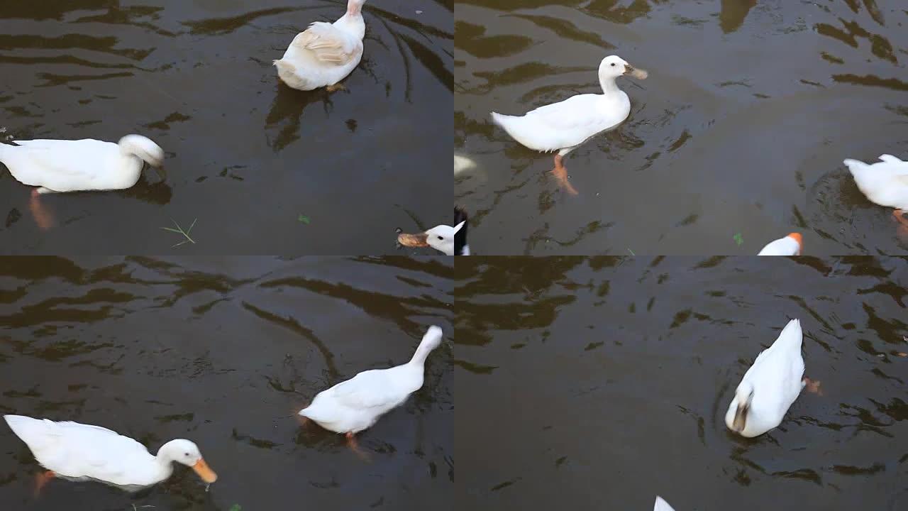 鸭子在池塘上游泳