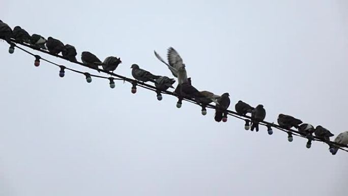 鸽子坐在电线上对着灰色的天空慢动作