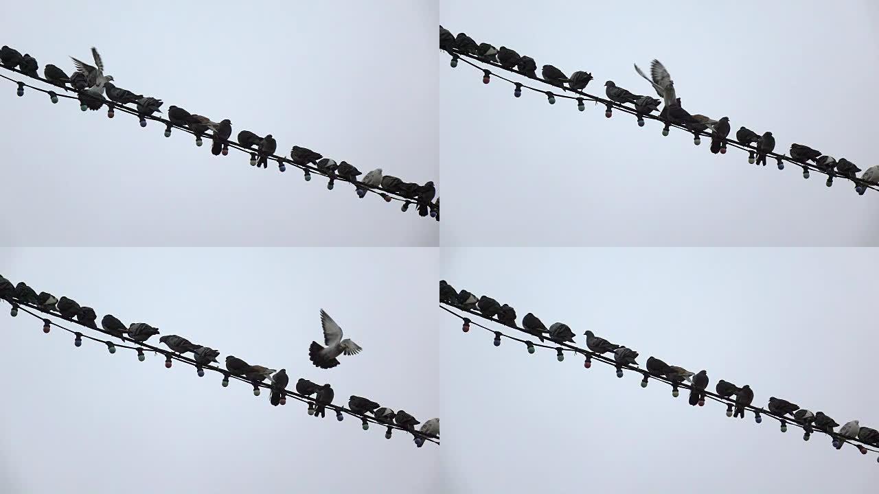 鸽子坐在电线上对着灰色的天空慢动作