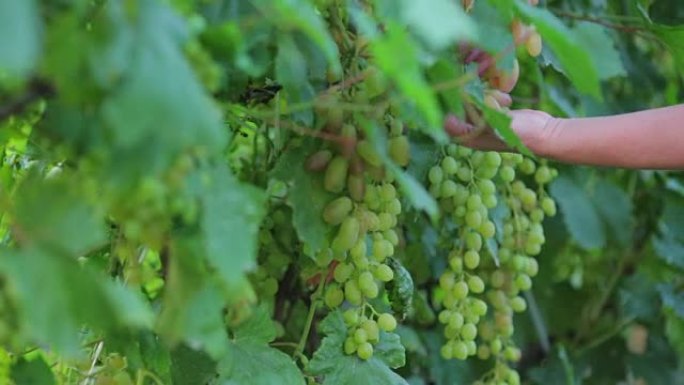 一个农民的特写镜头切断了白色大成熟葡萄的喧嚣，穿过葡萄园，收割庄稼榨汁
