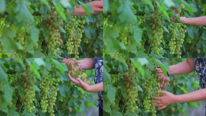 一个农民的特写镜头切断了白色大成熟葡萄的喧嚣，穿过葡萄园，收割庄稼榨汁