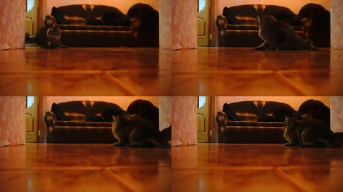 猫朝相机追逐激光笔。慢速