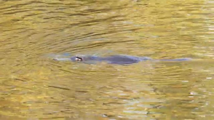 鸭嘴兽在河面上游泳特写