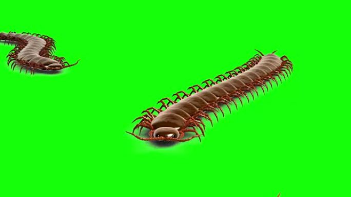 绿屏上的蜈蚣，3D动画，无缝循环