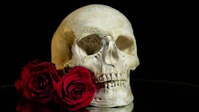 演示桌上的头骨和玫瑰