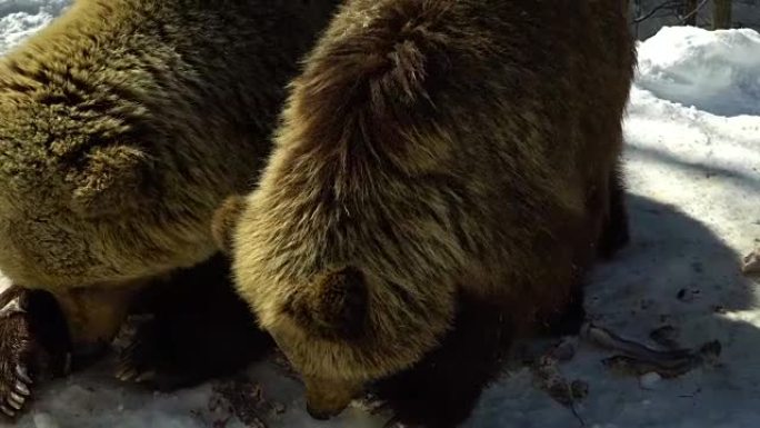 冬季森林中的棕熊。两只熊在雪地里吃饭。妈妈和她的幼崽。