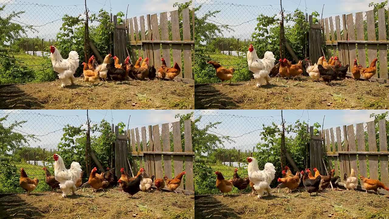 自由放养的鸡在农场的院子里漫游