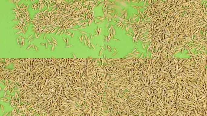 旋转的绿色屏幕上掉落的燕麦颗粒，孤立