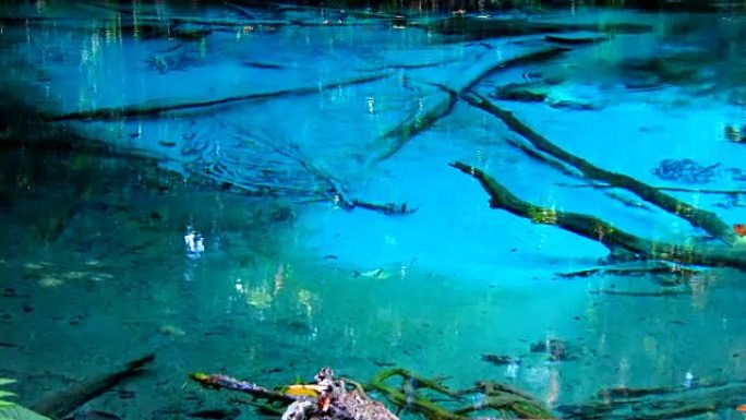 泰国甲米府的Sra Morakot蓝池。热带森林中清澈的翡翠池塘。雨林中有美丽泻湖的树根。
