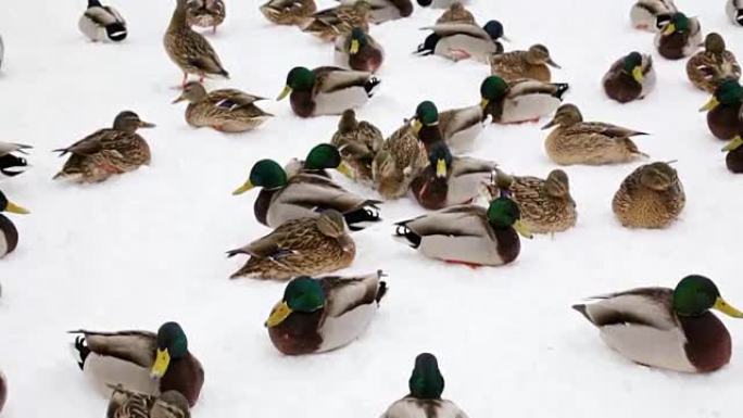 绿头鸭和鸽子冬天在城市公园的雪地里。家禽饲养