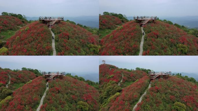 江西萍乡广寒寨杜鹃花风景