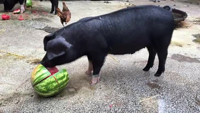 大黑猪狼吞虎咽地吃西瓜