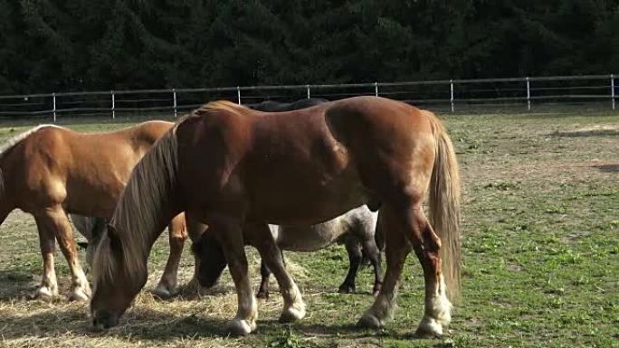 Group of horses eating hay. Horses eating hay on t