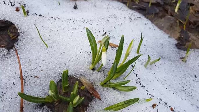 白色的芽盛开的雪花莲折叠或带有水滴的Galanthus plicatus在森林中的白雪上