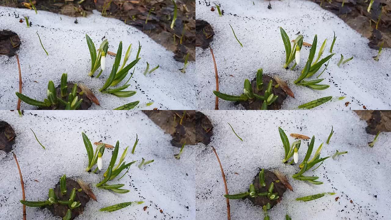 白色的芽盛开的雪花莲折叠或带有水滴的Galanthus plicatus在森林中的白雪上