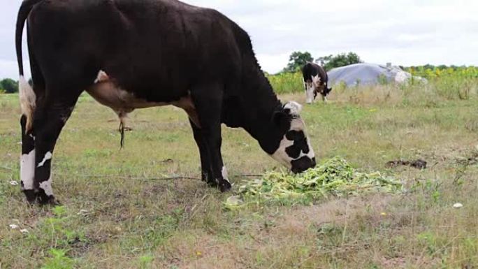 牛放牧。年轻的黑白公牛在田间吃新鲜的绿色食品