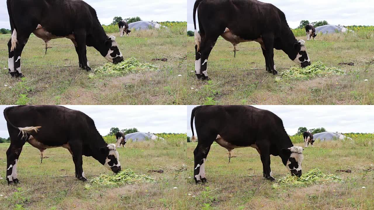 牛放牧。年轻的黑白公牛在田间吃新鲜的绿色食品