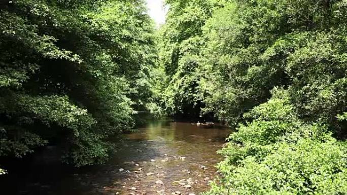 树林在平静水域的河岸上，树叶和周围树木的绿色调反映在水中