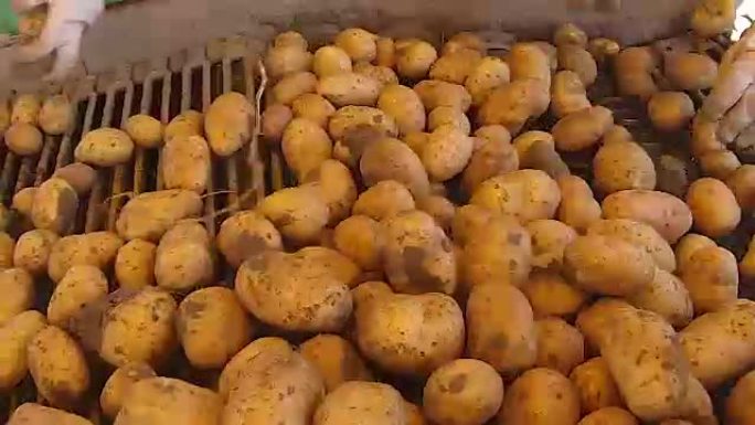 清洁马铃薯和脏马铃薯质量控制系统之间的工业划分