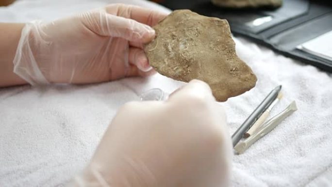 一位古生物学家通过放大镜-ALT角观察到粘虫腕足动物化石