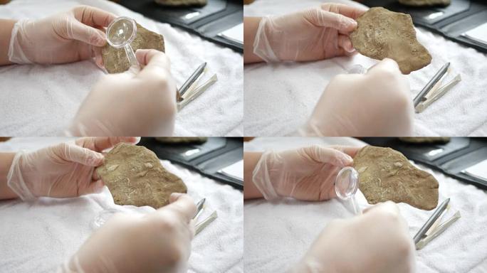 一位古生物学家通过放大镜-ALT角观察到粘虫腕足动物化石