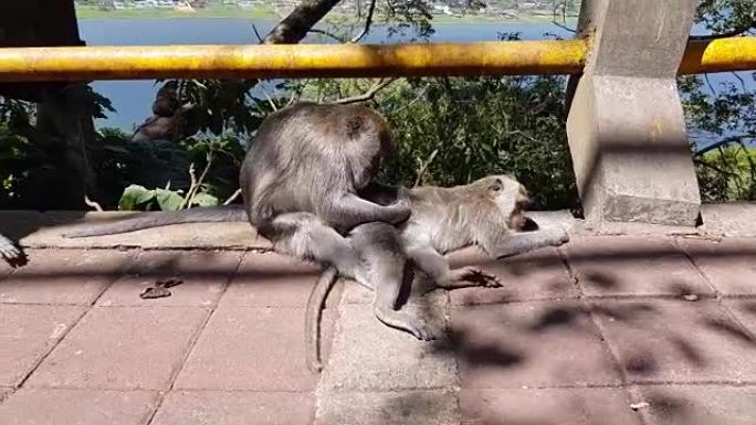 一只猴子在检查跳蚤和蜱。猴子在公园的水泥栅栏上挠其他猴子的背。一只猴子有助于摆脱跳蚤