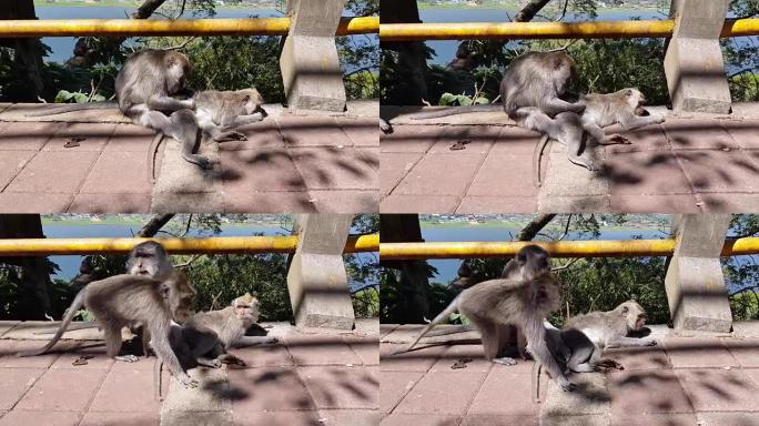 一只猴子在检查跳蚤和蜱。猴子在公园的水泥栅栏上挠其他猴子的背。一只猴子有助于摆脱跳蚤