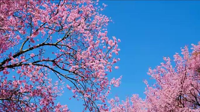 粉色樱桃开花