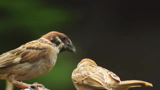 菲律宾玛雅人或欧亚树麻雀或通过人montanus perch在树枝上，嘴食伴侣