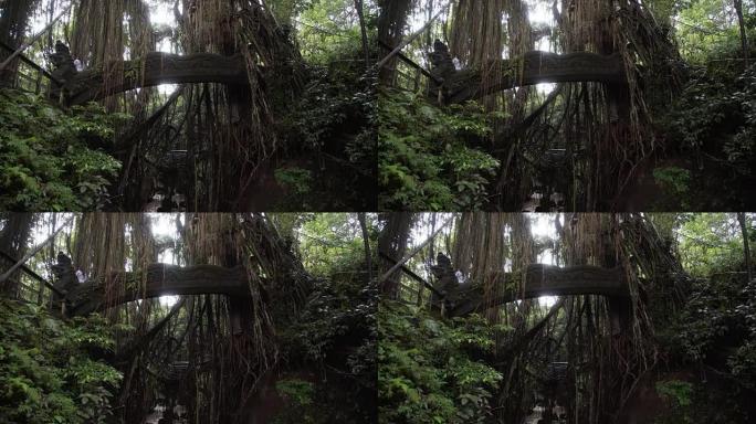印度尼西亚巴厘岛乌布猴子森林丛林中龙的桥梁