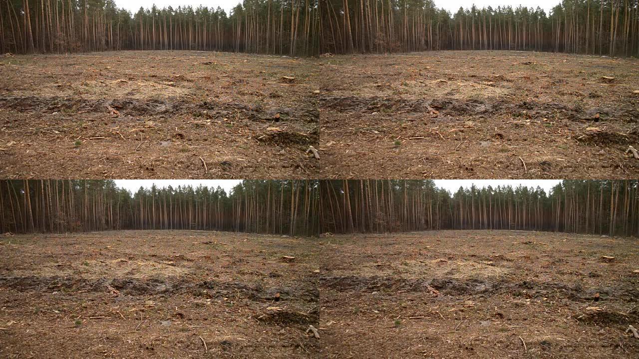 砍伐森林。砍伐树木后，森林中的裸露土地