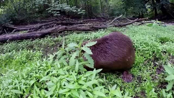 Beaver eating in natural environment