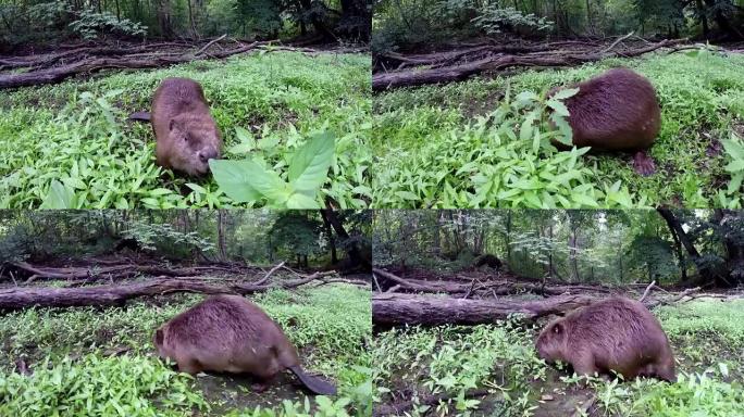 Beaver eating in natural environment