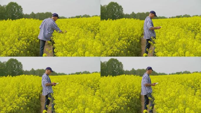 农民用数字平板电脑检查田间的油菜花