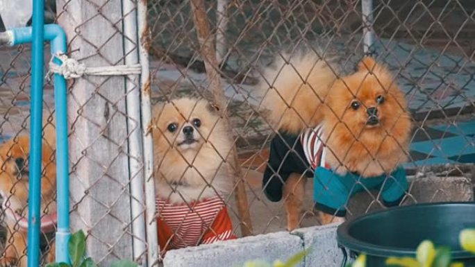 三只纯种的小狗在街上的笼子里的网格围栏后面恶毒地吠叫。慢动作