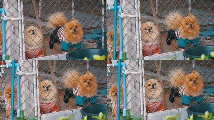 三只纯种的小狗在街上的笼子里的网格围栏后面恶毒地吠叫。慢动作