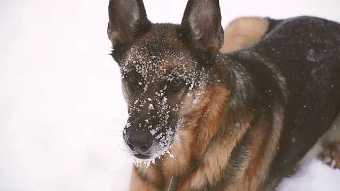 牧羊犬。牧羊犬在雪地里奔跑