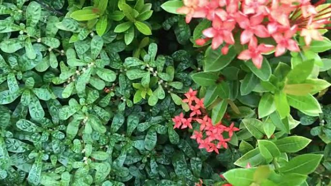 绿草背景，红花在亚洲花园。印度尼西亚巴厘岛的热带岛屿